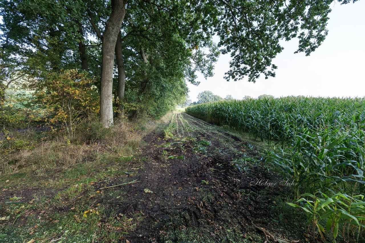 Bild 193 - Maisernte